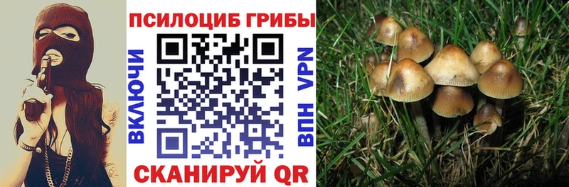 цены   Тавда  Псилоцибиновые грибы Cubensis 